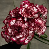 Telegram profile photo for carnation.