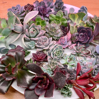 Telegram profile photo for На Дачной sale (succulents)
