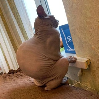 Telegram profile photo for Кот патриот