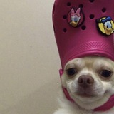 Telegram profile photo for $CROC