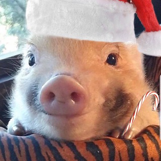 Telegram profile photo for мышка таежник