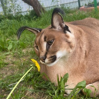 Telegram profile photo for Большой Балтийский Шлëпа.rar