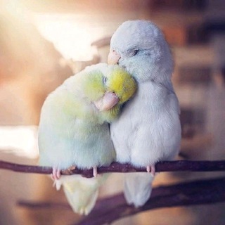 Telegram profile photo for منطقه ی آزاد
