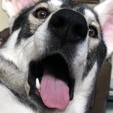 Telegram profile photo for собачки с авито