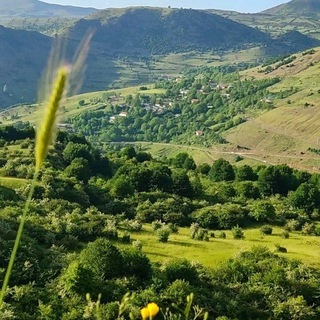 Telegram profile photo for 🌲چلوانسرا🌲