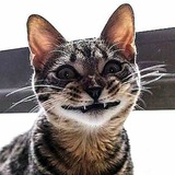 Telegram profile photo for ХАХАТОК