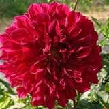Telegram profile photo for مرکز خرید فروش گل گیاه