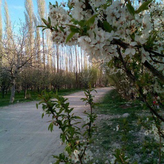 Telegram profile photo for کانال رسمی بقیع