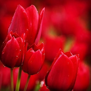 Telegram profile photo for 🌺❤️ سخنان بزرگان ❤️🌺