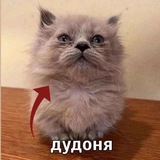 Telegram profile photo for Лучший котенок на планете