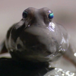 Telegram profile photo for (рест)Шиза D0д1kа