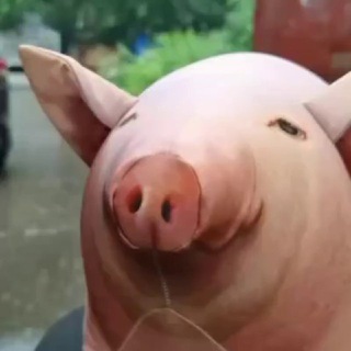 Telegram profile photo for Половина глуповатой свинки