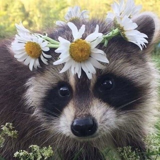 Telegram profile photo for RaCcOoN tRaDe