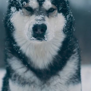 Telegram profile photo for Abdurasulovc