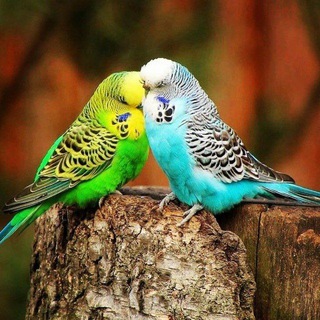 Telegram profile photo for ❤جملات عاشقانه❤