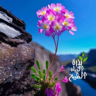 Telegram profile photo for بذرة الخير والحياة الطيبة 🌱