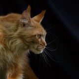 Telegram profile photo for Мейн-куны и тайские кошки питомника Magnificent Lynx