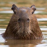 Telegram profile photo for skipper's musings