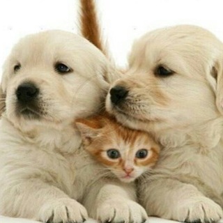 Telegram group profile photo for Продажа / щенки / котята
