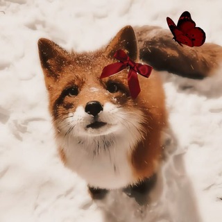 Telegram profile photo for ᡣ𐭩₊˚𝚁𝚎𝚗𝚕𝚢⋆˚🐾˖