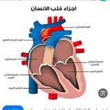 Telegram profile photo for الاحياء للصف الثالث متوسط أ.عسل الحيدري