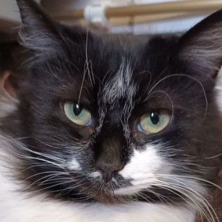 Telegram profile photo for Котоферий
