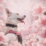 Telegram profile photo for °~•Ушастик•~°