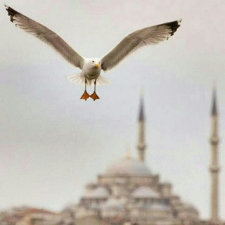 Telegram profile photo for نوارس