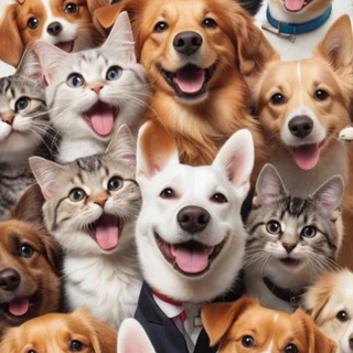 Telegram profile photo for Группа zooпомощи “CatDogHuman”🐶🐱Коченёвo Новосибирск