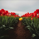 Telegram profile photo for تلگرام_جرگلان