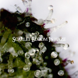 Telegram profile photo for Scarlet Bloom In Haze