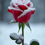Telegram profile photo for 🌹رز یخ زده🌹