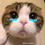 Telegram profile photo for Kiếm tiền bot