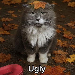 Telegram profile photo for Ласкаешь некрасивых котят