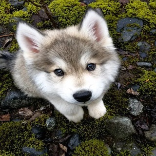 Telegram profile photo for ниᴋᴄи
