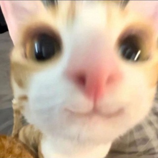 Telegram profile photo for tutor ganti surel noktel