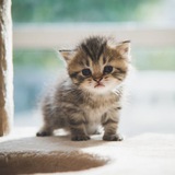 Telegram profile photo for На печеньки