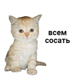 Telegram profile photo for калпл wishlist че хочу
