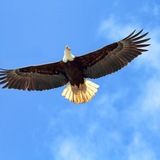 Telegram profile photo for وثروت