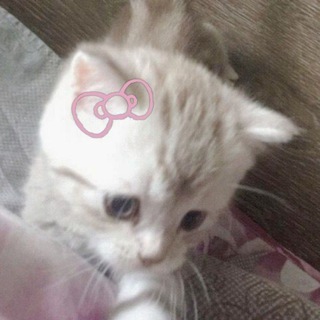 Telegram profile photo for дерлси шушукается ||