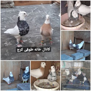 Telegram profile photo for خانه طوقی کرج