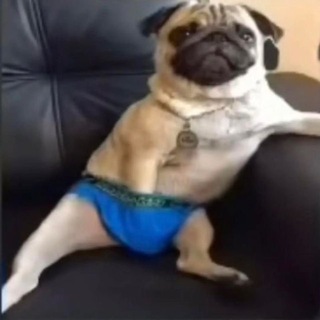 Telegram profile photo for Memes