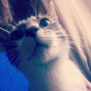 Telegram profile photo for Потешный копипаст