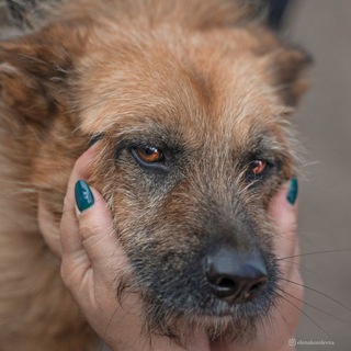 Telegram profile photo for Простокатино -собачий дом в Красноярске 🐶🐕