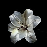 Telegram profile photo for ну пока что жива
