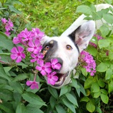 Telegram profile photo for Пес ученый