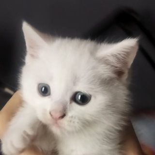 Telegram profile photo for Невдуплёныш ХсФ