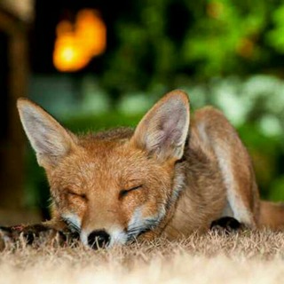 Telegram profile photo for Foxes