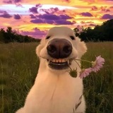Telegram profile photo for 亲密号做单教程