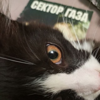 Telegram profile photo for Не Вяся)